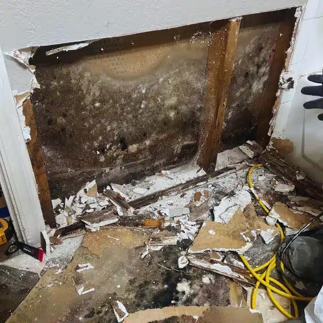 Tempe Mold Removal